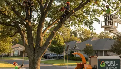 Arborist performing precise tree pruning in Wellesley, MA for healthy residential trees