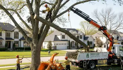 Professional tree removal service in Wellesley, MA clearing oaks and maples safely