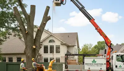 Arborists providing professional tree removal and trimming in Wellesley, MA residential landscape