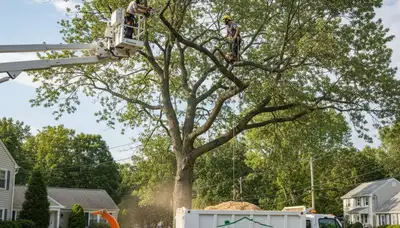 Professional tree removal service in Wellesley MA safely cutting and clearing large trees