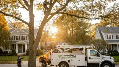Professional tree removal service team working safely in Wellesley MA residential area