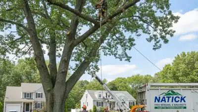 Professional tree removal service in Wellesley MA safely clearing trees and debris
