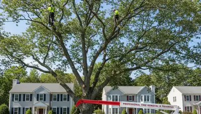 Professional tree removal service in Wellesley MA safely cutting large oak branches