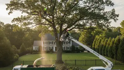 Professional tree removal service crew at work in Wellesley, MA