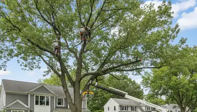 Professional tree removal service in Wellesley MA safely cutting large oak for local property maintenance