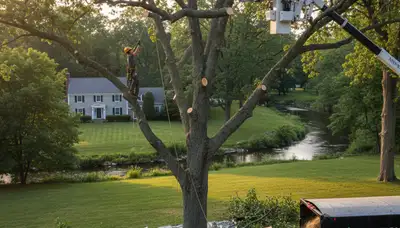 Professional tree removal service in Wellesley MA by local certified arborists