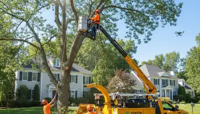 Professional tree removal service in Wellesley MA safely clearing trees for residential property