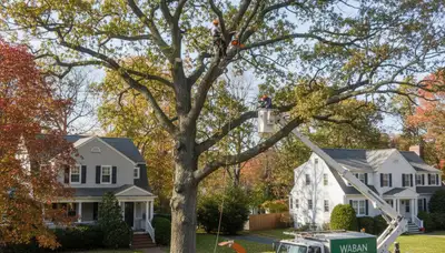 Professional tree removal service in Wellesley MA safely cutting and clearing large oak tree