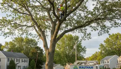 Professional tree removal service in Wellesley MA safely cutting and clearing large oak tree