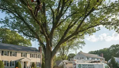 Professional tree removal service in Wellesley MA by certified arborists