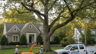 Professional tree removal service in Wellesley MA clearing yard safely and efficiently