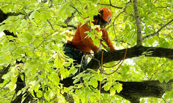 Tree Trimming in Wellesley MA Tree Trimming Services in Wellesley MA Tree Trimming Professionals in Wellesley MA Tree Services in Wellesley MA Tree Trimming Estimates in Wellesley MA Tree Trimming Quotes in Wellesley MA