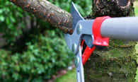 Tree Pruning Services in Wellesley MA
