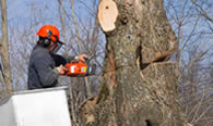 Tree Removal in Wellesley MA
